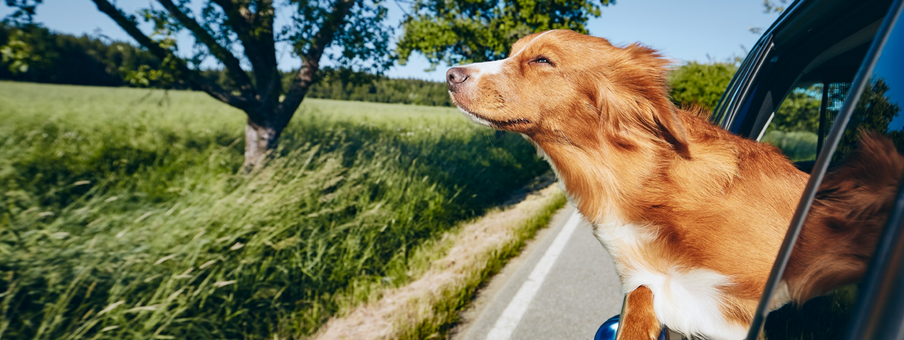 Vakantiecheck hond Welkoop